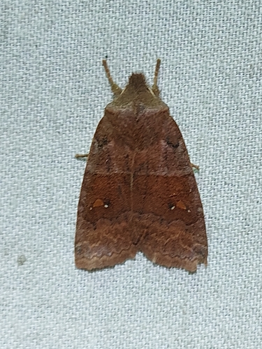 Straight-toothed Sallow (Eupsilia vinulenta)
