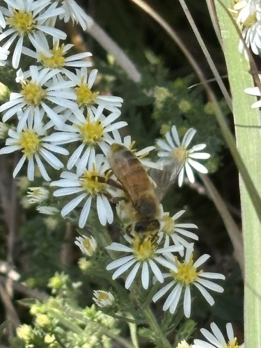 Apis mellifera photograph by the iNaturalist community