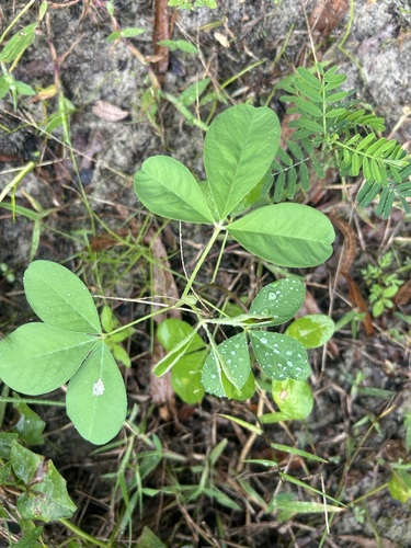 Crotalaria pallida observed 2026-10-28