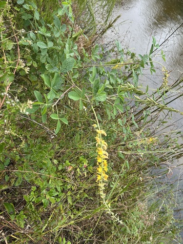 Crotalaria pallida observed 2026-10-28