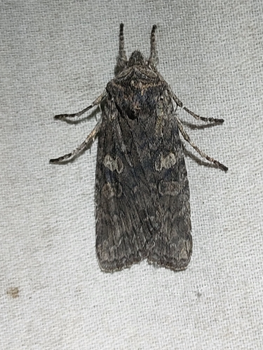 Grote's Pinion (Lithophane grotei)