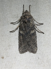 Grote's Pinion (Lithophane grotei)