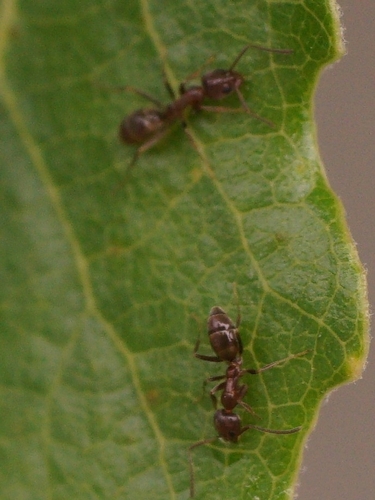 Linepithema humile observed 2026-10-29