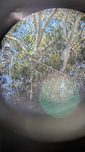 Eurystomus orientalis observed 2026-10-29
