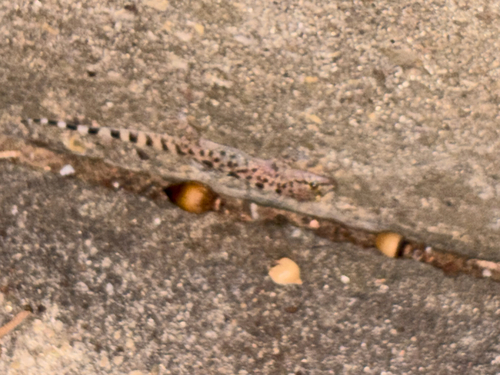 Gekko observed 2026-10-28
