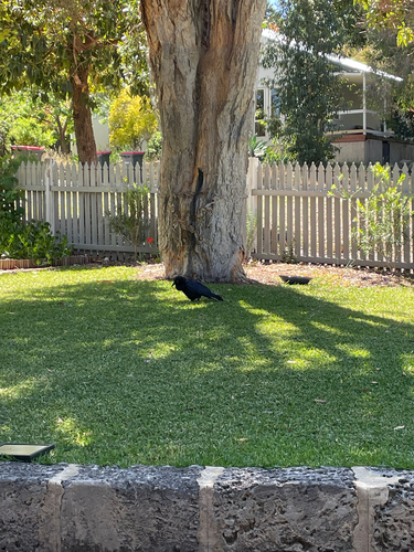 Corvus observed 2026-10-29