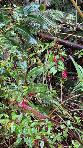 Fuchsia magellanica observed 2026-10-28