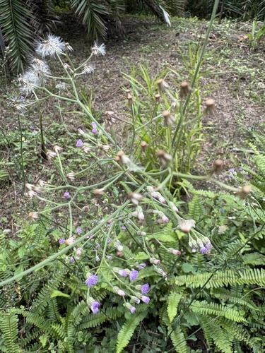 Cyanthillium cinereum observed 2026-10-29