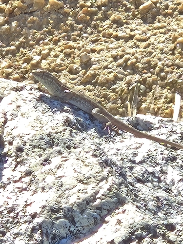 Uta stansburiana observed 2026-10-28