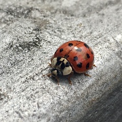 Harmonia axyridis