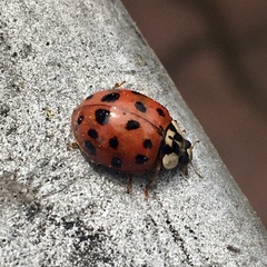 Harmonia axyridis