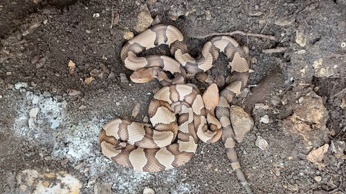 Serpentes observed 2026-10-28