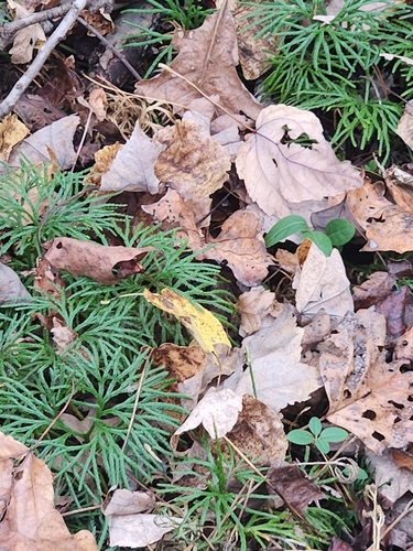 Lycopodium observed 2026-10-28