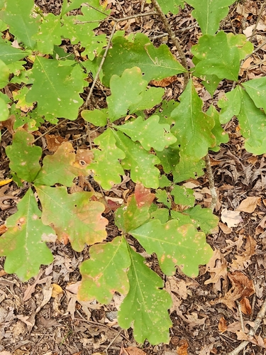 Quercus alba observed 2026-10-28