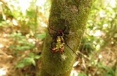 Micrathena fissispina