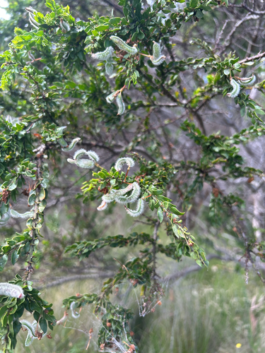 Acacia observed 2026-10-29