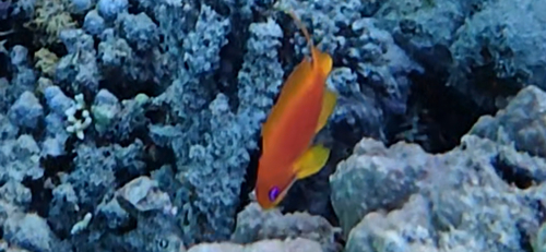 Anthias anthias observed 2026-10-28