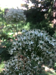Allium giganteum