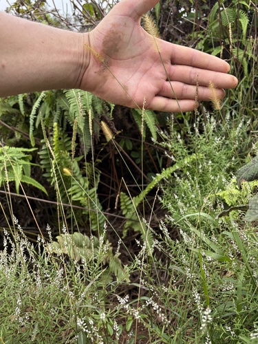 Setaria parviflora observed 2026-10-21