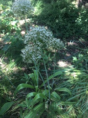 Allium giganteum