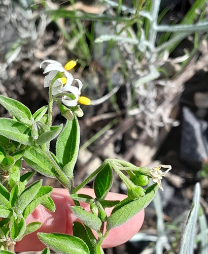 Solanum observed 2026-10-29