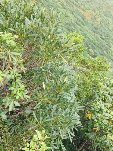 Pseudopanax crassifolius observed 2026-10-29