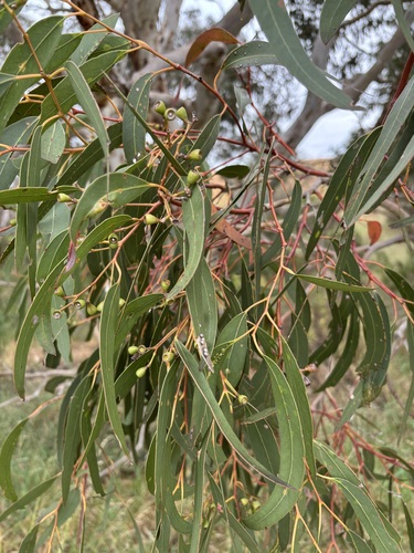 Eucalyptus observed 2026-10-29