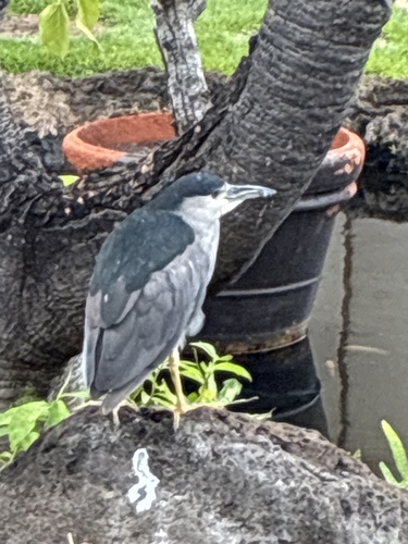 Nycticorax nycticorax observed 2026-10-28