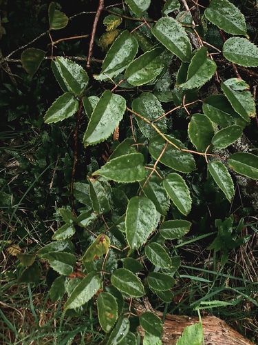 Rubus observed 2026-10-29