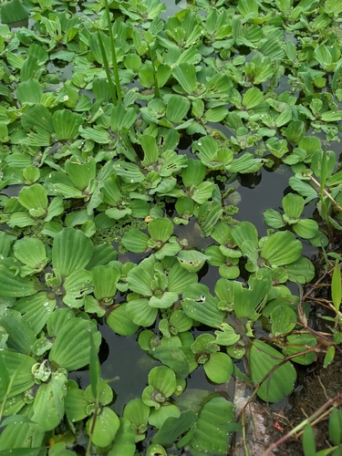 Pistia stratiotes observed 2026-10-29