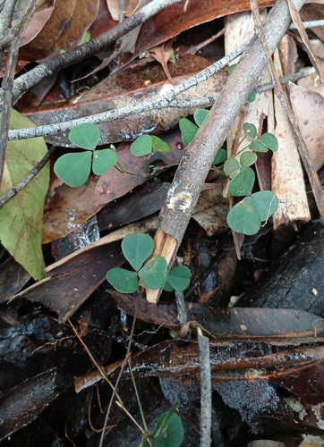 Desmodium observed 2026-10-29