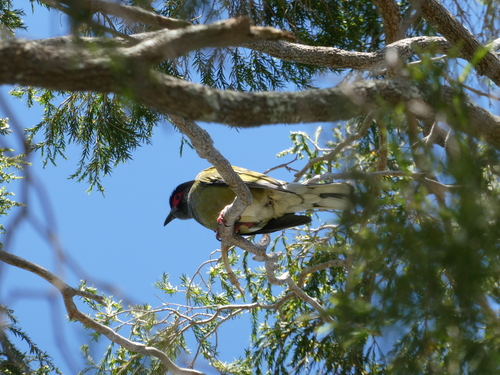 Green Figbird