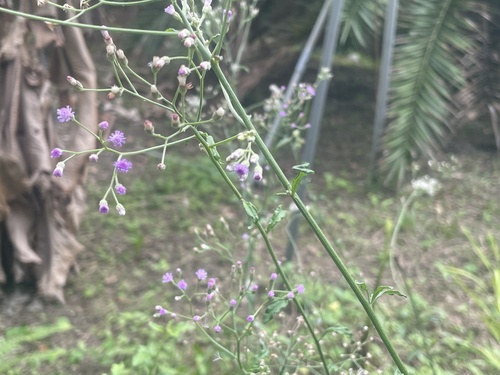 Cyanthillium cinereum observed 2026-10-29