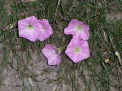 Convolvulus angustissimus