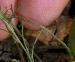 Convolvulus angustissimus