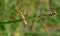 Eleocharis acuta