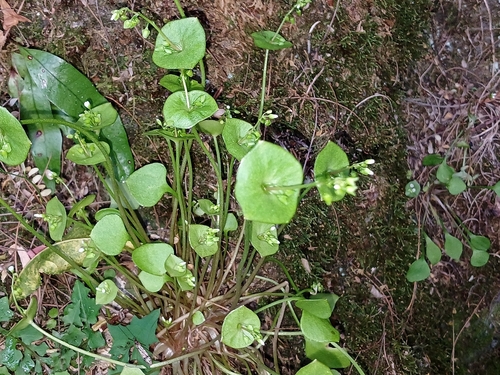 Claytonia perfoliata observed 2026-10-29