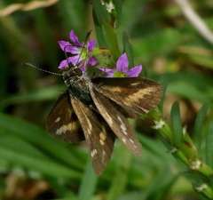 Taractrocera papyria papyria