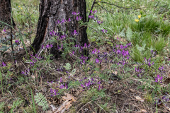 Astragalus suffruticosus