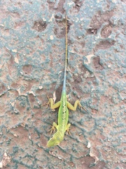 Anolis grahami