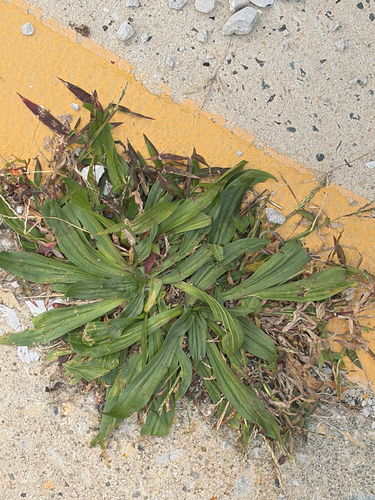 Plantago lanceolata observed 2026-10-28