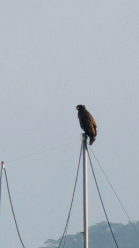 Spilornis cheela observed 2026-10-28