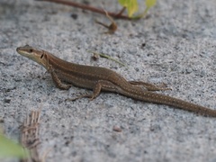 Podarcis liolepis