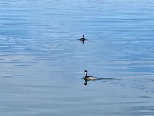 Podiceps nigricollis observed 2026-10-28