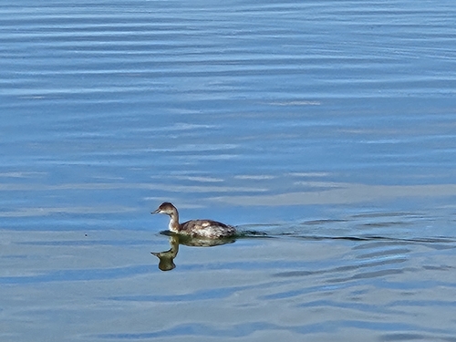 Podiceps nigricollis observed 2026-10-28