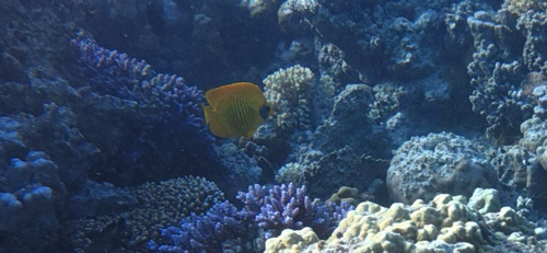 Chaetodon observed 2026-10-28