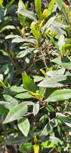 Elaeocarpus observed 2026-10-29
