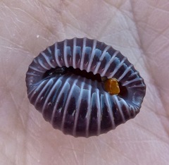 Pseudopusula californiana