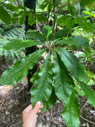 Schefflera observed 2026-10-29