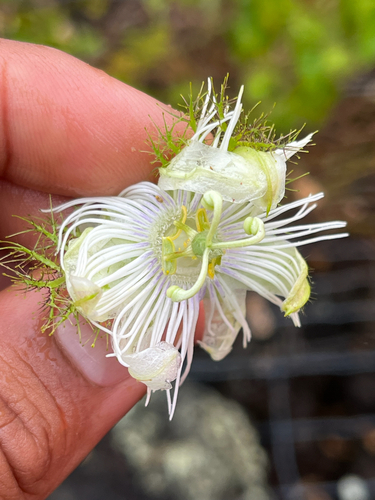 Passiflora foetida observed 2026-10-28